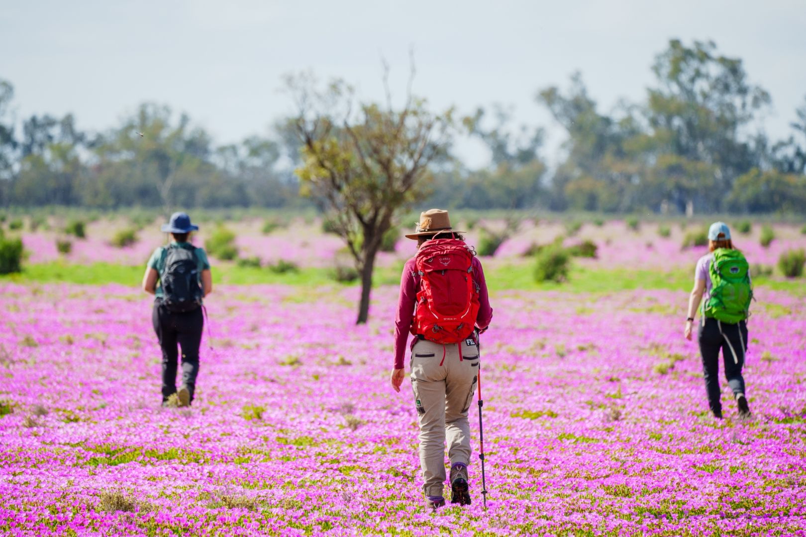 SA_MurrayRiverWalk_MurrayRiverTrails_2022_Landscape_Wildflowers.jpg